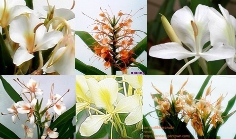 ขายต้นดอก ดาหลา มหาหงส์ บัวดิน ว่าน ฯลฯ รูปที่ 4
