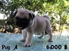 รูปย่อ PUG PUG PUG น่ารักอ่ะ รูปที่2