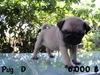 รูปย่อ PUG PUG PUG น่ารักอ่ะ รูปที่5