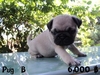 รูปย่อ PUG PUG PUG น่ารักอ่ะ รูปที่3