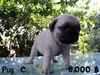 รูปย่อ PUG PUG PUG น่ารักอ่ะ รูปที่4