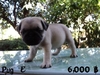 รูปย่อ PUG PUG PUG น่ารักอ่ะ รูปที่6