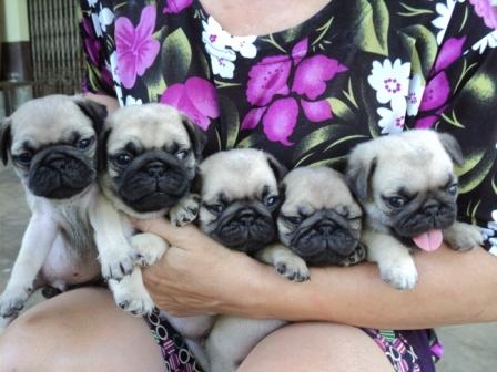 PUG PUG PUG น่ารักอ่ะ รูปที่ 1