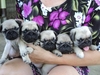 รูปย่อ PUG PUG PUG น่ารักอ่ะ รูปที่1