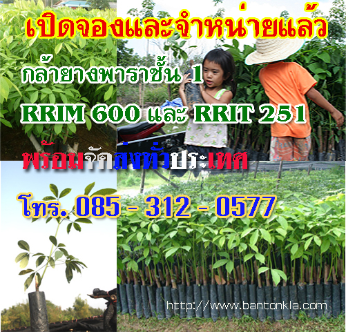 จำหนายกล้ายางพาราชั้น 1 RRIM 600 รูปที่ 2