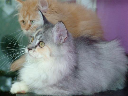 ๑๑๑ ลูกครึ่งเมนคูน ๑๑๑ รูปที่ 4