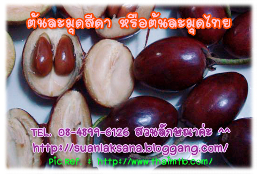 จำหน่ายต้นละมุดสีดา หรือต้นละมุดไทย รูปที่ 4