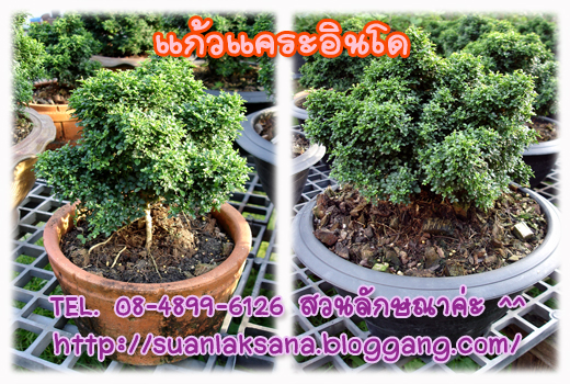 จำหน่าย ปลีก - ส่ง แก้วแคระอินโด แก้วแคระมหามงคล หรือ แก้วแคระจิ๋ว เหมาะสำหรับทำบอนไซ รูปที่ 2