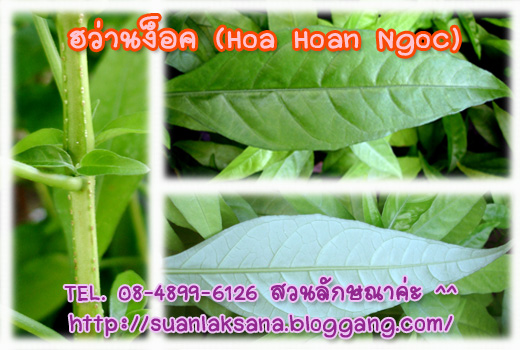 จำหน่ายต้นฮว่านง็อก (Hoa Hoan Ngoc) ว่านลิง หรือพญาวานร รูปที่ 2