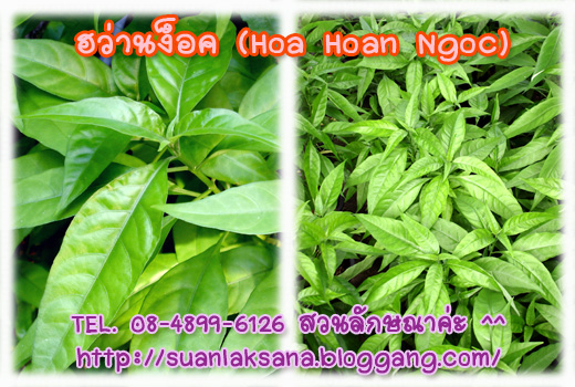 จำหน่ายต้นฮว่านง็อก (Hoa Hoan Ngoc) ว่านลิง หรือพญาวานร รูปที่ 3