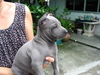 รูปย่อ ขายลูกสุนัขไทยหลังอานสีแดงเข้มเม็ดมะขาม ที่ 0850-829829 รูปที่5