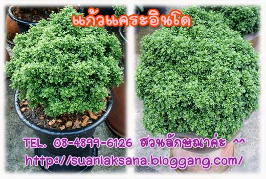 จำหน่าย ปลีก - ส่ง แก้วแคระอินโด แก้วแคระมหามงคล หรือ แก้วแคระจิ๋ว เหมาะสำหรับทำบอนไซ รูปที่ 5