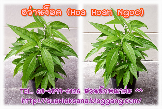 จำหน่ายต้นฮว่านง็อก (Hoa Hoan Ngoc) ว่านลิง หรือพญาวานร รูปที่ 1