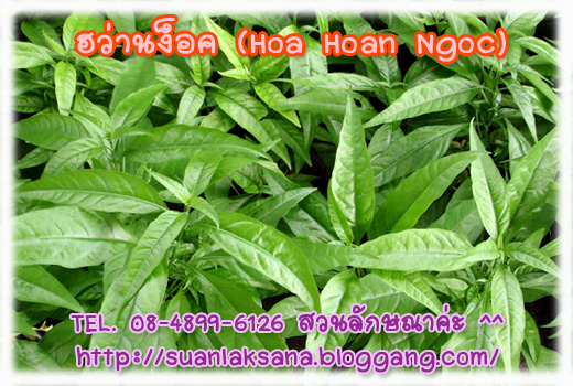 จำหน่ายต้นฮว่านง็อก (Hoa Hoan Ngoc) ว่านลิง หรือพญาวานร รูปที่ 7