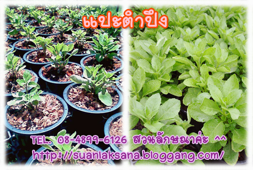 จำหน่าย แปะตำปึง(ใบรีกลมกว้าง) หรือต้นจักรนารายณ์ รูปที่ 5