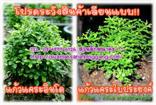 จำหน่าย ปลีก - ส่ง แก้วแคระอินโด แก้วแคระมหามงคล หรือ แก้วแคระจิ๋ว เหมาะสำหรับทำบอนไซ รูปที่ 7