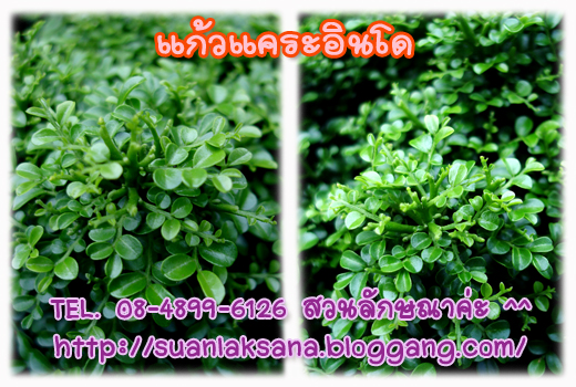 จำหน่าย ปลีก - ส่ง แก้วแคระอินโด แก้วแคระมหามงคล หรือ แก้วแคระจิ๋ว เหมาะสำหรับทำบอนไซ รูปที่ 4