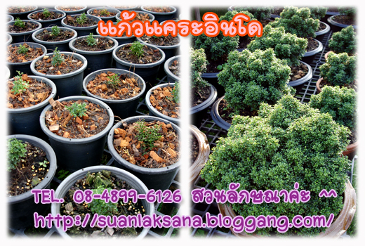 จำหน่าย ปลีก - ส่ง แก้วแคระอินโด แก้วแคระมหามงคล หรือ แก้วแคระจิ๋ว เหมาะสำหรับทำบอนไซ รูปที่ 3
