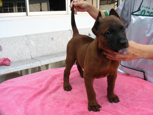 ขายลูกสุนัขไทยหลังอานสีแดงเข้มเม็ดมะขาม ที่ 0850-829829 รูปที่ 1