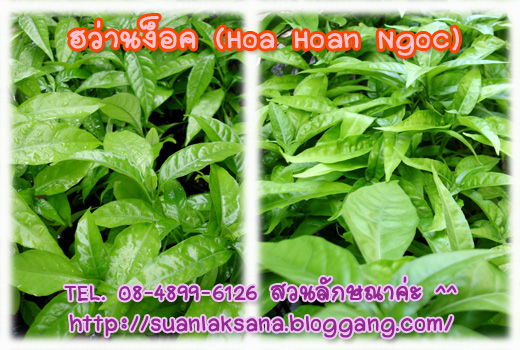 จำหน่ายต้นฮว่านง็อก (Hoa Hoan Ngoc) ว่านลิง หรือพญาวานร รูปที่ 4