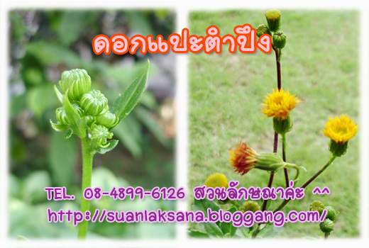 จำหน่าย แปะตำปึง(ใบรีกลมกว้าง) หรือต้นจักรนารายณ์ รูปที่ 4