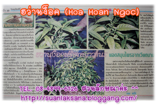 จำหน่ายต้นฮว่านง็อก (Hoa Hoan Ngoc) ว่านลิง หรือพญาวานร รูปที่ 5