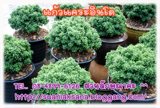 จำหน่าย ปลีก - ส่ง แก้วแคระอินโด แก้วแคระมหามงคล หรือ แก้วแคระจิ๋ว เหมาะสำหรับทำบอนไซ รูปที่ 6