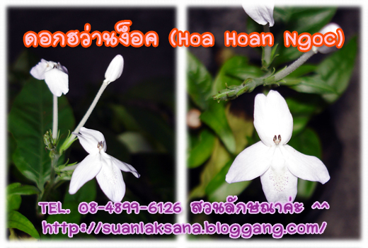 จำหน่ายต้นฮว่านง็อก (Hoa Hoan Ngoc) ว่านลิง หรือพญาวานร รูปที่ 6