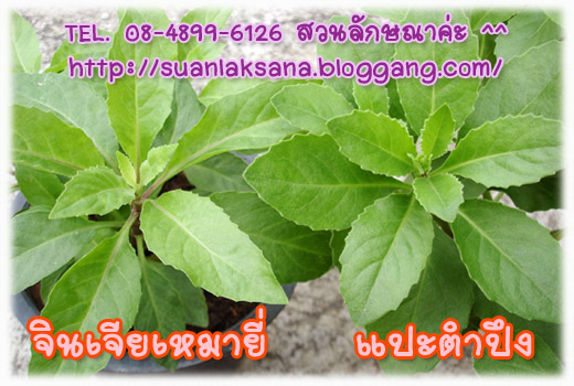 จำหน่าย แปะตำปึง(ใบรีกลมกว้าง) หรือต้นจักรนารายณ์ รูปที่ 7