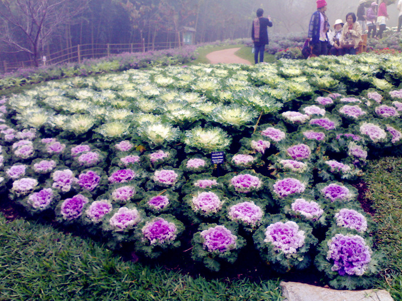 เที่ยวงานพืชสวนโลก ปีใหม่ 54 ทัวร์งานราชพฤกษ์ ทัวร์งานพืชสวนโลก พืชสวนโลก รวมทุกอย่างจากกรุงเทพ  รูปที่ 1