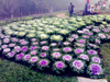 รูปย่อ เที่ยวงานพืชสวนโลก ปีใหม่ 54 ทัวร์งานราชพฤกษ์ ทัวร์งานพืชสวนโลก พืชสวนโลก รวมทุกอย่างจากกรุงเทพ  รูปที่1