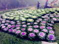 เที่ยวงานพืชสวนโลก ปีใหม่ 54 ทัวร์งานราชพฤกษ์ ทัวร์งานพืชสวนโลก พืชสวนโลก รวมทุกอย่างจากกรุงเทพ 