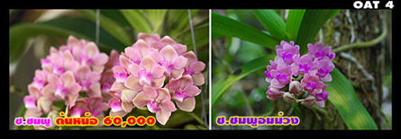 กล้วยไม้ช้างราคาเบาๆครับ รูปที่ 2