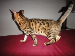 Beautiful Bengal Female Cat For Sale รูปที่ 5