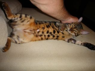 Beautiful Bengal Female Cat For Sale รูปที่ 6