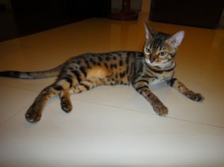 Beautiful Bengal Female Cat For Sale รูปที่ 4