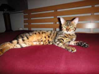 Beautiful Bengal Female Cat For Sale รูปที่ 1