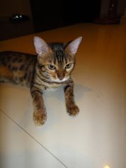 Beautiful Bengal Female Cat For Sale รูปที่ 3
