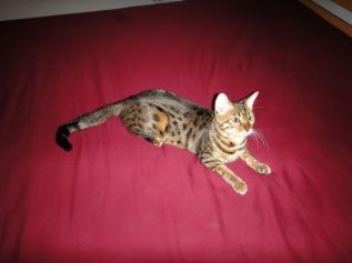 Beautiful Bengal Female Cat For Sale รูปที่ 7