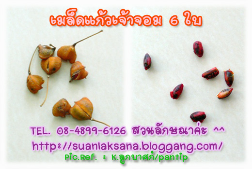 จำหน่าย ต้นแก้วเจ้าจอมชนิด 6 ใบ รูปที่ 5
