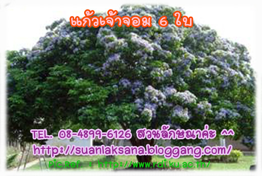 จำหน่าย ต้นแก้วเจ้าจอมชนิด 6 ใบ รูปที่ 7