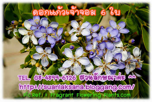 จำหน่าย ต้นแก้วเจ้าจอมชนิด 6 ใบ รูปที่ 4