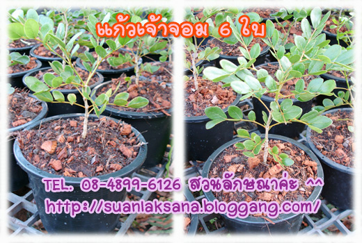 จำหน่าย ต้นแก้วเจ้าจอมชนิด 6 ใบ รูปที่ 2