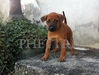 รูปย่อ คอก :เพชร: (PHET TRD) สุนัขไทยหลังอาน โครงสร้างสวย นิสัยดี รูปที่3