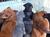 รูปย่อ คอก :เพชร: (PHET TRD) สุนัขไทยหลังอาน ชุดนี้แจ่มทุกตัวคับ รูปที่1
