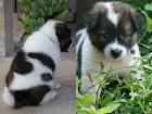 ลูกสุนัขพันธ์บางแก้วแท้ รูปที่ 3