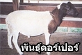ขายแกะพันธ์ดอร์เปอร์ จำนวน 60 ตัว แกะสาวล้วนสภาพสวย แบ่งขายก็ได้ 0895835068