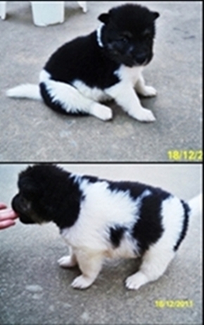 ลูกสุนัขพันธ์บางแก้ว รูปที่ 2