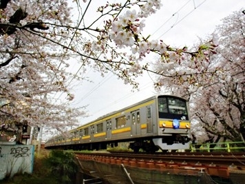 เที่ยวญี่ปุ่น โตเกียวดิสนีย์ซี โอซาก้าอะควาเรียม 7 วัน 4 คืน (TG) รูปที่ 2