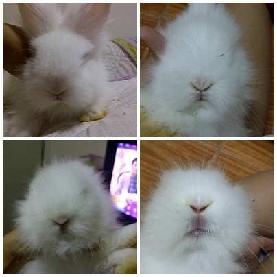 ขายกระต่ายเท็ดดี้แบร์ แท้ 100% ขาวตาแดง 5ตัว รูปที่ 5